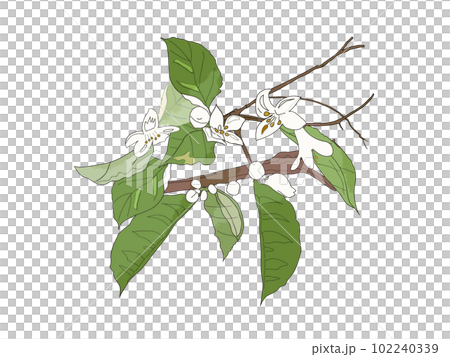 四季花卉系列初夏八朔八朔花盛開 四季花卉系列初夏八朔八朔花盛開 102240339