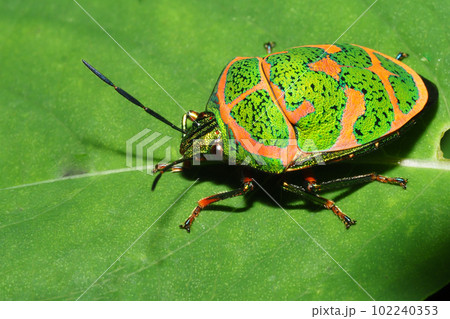 アカスジキンカメムシ 102240353