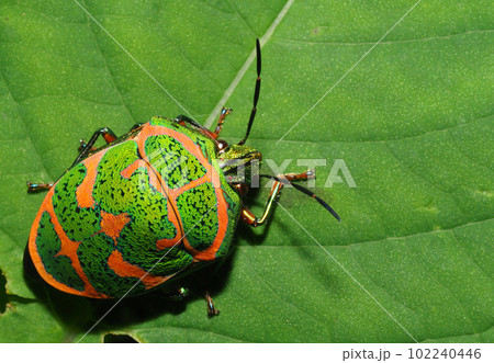 アカスジキンカメムシ 102240446