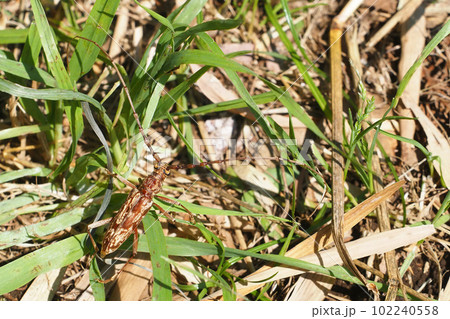 キマダラミヤマカミキリ 102240558