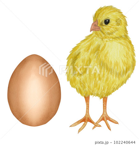 Yellow chicken brown egg shell. Farm product. Protein. Happy easter. Hand drawn watercolor illustration isolated on white background. For menu, cookbook design, card 102240644