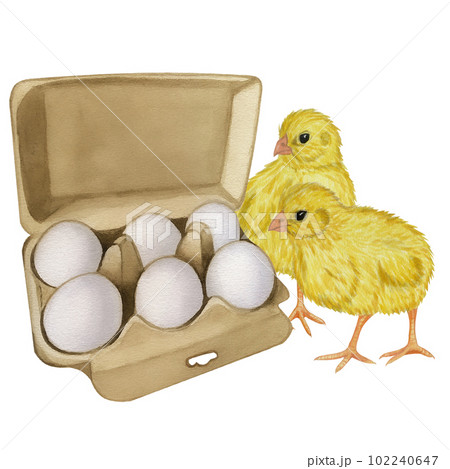 Yellow chickens white egg shell in the box . Farm product. Protein. Happy easter. Hand drawn watercolor illustration isolated on white background. For menu, cookbook design, card 102240647