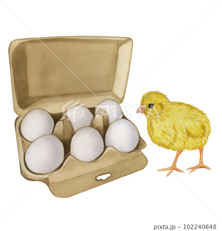 Yellow chicken white egg shell in the box . Farm product. Protein. Happy easter. Hand drawn watercolor illustration isolated on white background. For menu, cookbook design, card 102240648