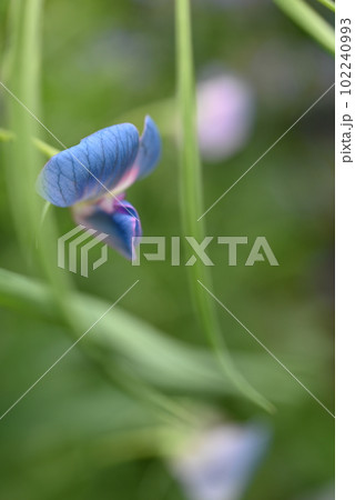 スイートピー、アズレウスの水色の花のクローズアップ スイートピー、アズレウスの水色の花のクローズアップ 102240993