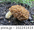 Morchella mushroom the true morels Morchellaceae Phalloboletus Adans Boletus Tourn 102241414