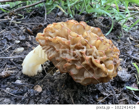 Morchella mushroom the true morels Morchellaceae Phalloboletus Adans Boletus Tourn Morchella mushroom the true morels Morchellaceae Phalloboletus Adans Boletus Tourn 102241414