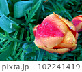 Dew raindrops on a red-orange tulip Bright and saturated colors Greens Blurred background 102241419