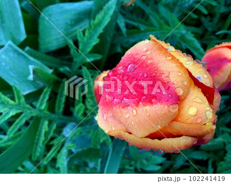 Dew raindrops on a red-orange tulip Bright and saturated colors Greens Blurred background 102241419