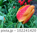 Dew drops Raindrops on a red-orange tulip Bright and saturated colors Blurred background 102241420