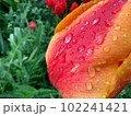 Close Dew raindrops on a red-orange tulip Bright and saturated colors Greens Blurred background 102241421
