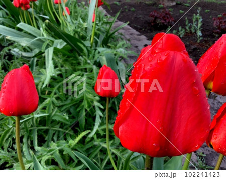 Raindrops Dew drops on a red tulip Bright and saturated colors Raindrops Dew drops on a red tulip Bright and saturated colors 102241423
