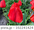 Dew drops Raindrops on a red tulip Bright and saturated colors Blurred background 102241424