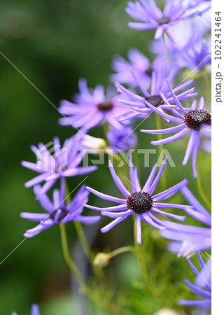 ブラキカムブルースターの青い小花の満開時 Brachycome Blue Star ブラキカムブルースターの青い小花の満開時 Brachycome Blue Star 102241464