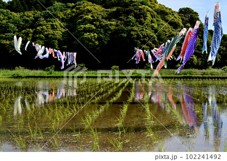 鯉のぼり 102241492