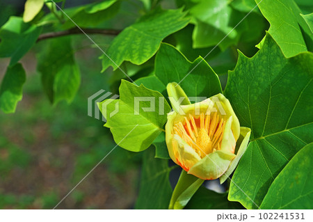 赤と黄色いユリノキの花(春、四月) 赤と黄色いユリノキの花(春、四月) 102241531