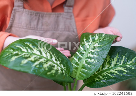 love of plant care checking leaves of indoor home plants, creating a nature-inspired environment and promoting the importance of plant care.  102241592