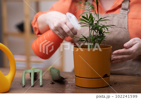 magic of home gardening and house plants hobby, woman use spray bottle with water, flower pot, gardening tools, and repotting techniques using a trowel and rake. magic of home gardening and house plants hobby, woman use spray bottle with water, flower pot, gardening tools, and repotting techniques using a trowel and rake. 102241599