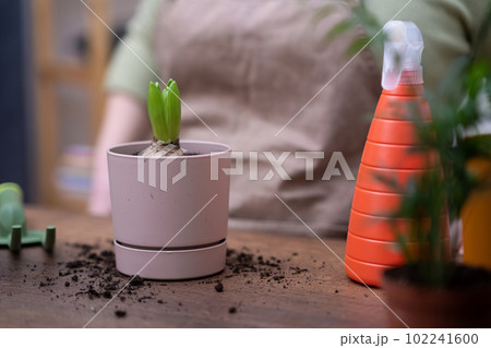 hyacinth bulb plant in flower pot on wooden table close up. healthy roots repotting gently using gardening tools.  102241600