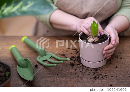 horticulture and home gardening house plants care hobby, woman hands close up with flower pot planting hyacinth bulb. 102241601