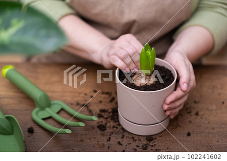 woman hands close up gets to work planting hyacinths in an decorative pot, filling with soil and fertilizer. wooden table and gardening tools.  102241602