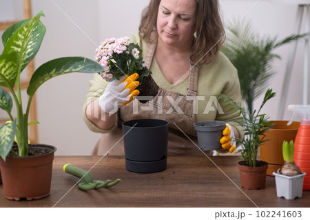 beauty of home gardening hobby, take care of her potted plants, watering and repotting them in decorative planters on wooden table. beauty of home gardening hobby, take care of her potted plants, watering and repotting them in decorative planters on wooden table. 102241603