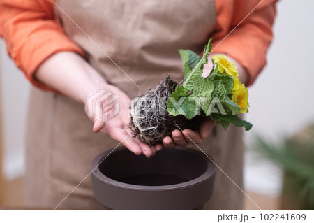 close up woman gardener hands holding primrose plant with visible root system preparing for repotting  102241609