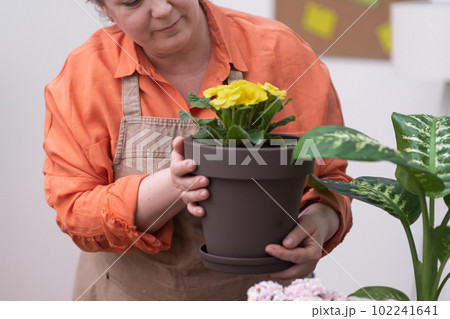 woman i apron holding flower pot with repotted yellow Primrose. home gardening concept. woman i apron holding flower pot with repotted yellow Primrose. home gardening concept. 102241641