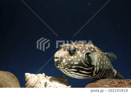 フグ サザナミフグ 魚 海水魚 泳ぐ魚 White-spotted puffer puffer フグ サザナミフグ 魚 海水魚 泳ぐ魚 White-spotted puffer puffer 102241919