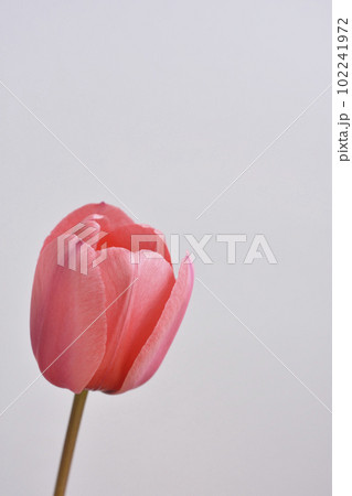 チューリップ 102241972