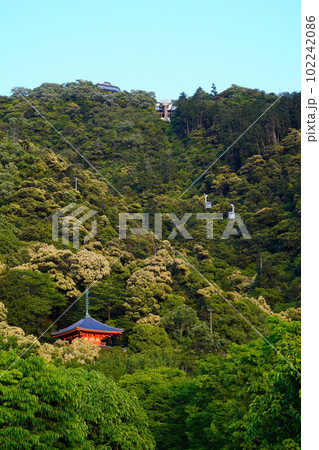 ツブラジイ咲く金華山と金華山ロープウェイ ツブラジイ咲く金華山と金華山ロープウェイ 102242086
