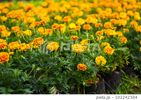 marigold flower blossom on the garden, flower yellow and orange marigold flowers for decorate garden marigold flower blossom on the garden, flower yellow and orange marigold flowers for decorate garden 102242304