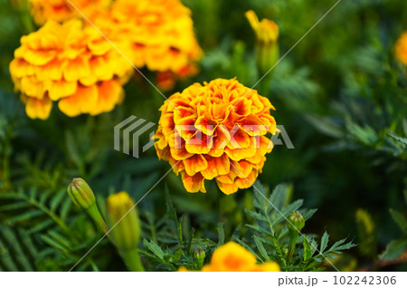 marigold flower blossom on the garden, flower yellow and orange marigold flowers for decorate garden 102242306