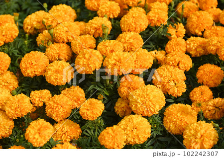 marigold flower blossom on the garden, flower yellow and orange marigold flowers for decorate garden marigold flower blossom on the garden, flower yellow and orange marigold flowers for decorate garden 102242307