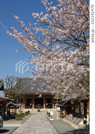 壬生の春 102242470