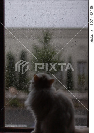家の中で撮影した飼い猫 102242486