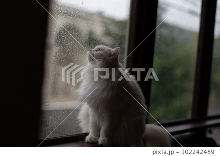 家の中で撮影した飼い猫 家の中で撮影した飼い猫 102242489