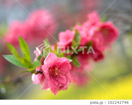 3月に咲いた桃の花「寒緋(カンヒ)」 3月に咲いた桃の花「寒緋(カンヒ)」 102242746