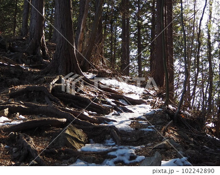 高畑山の山道 102242890