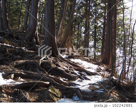 高畑山の山道 102242891