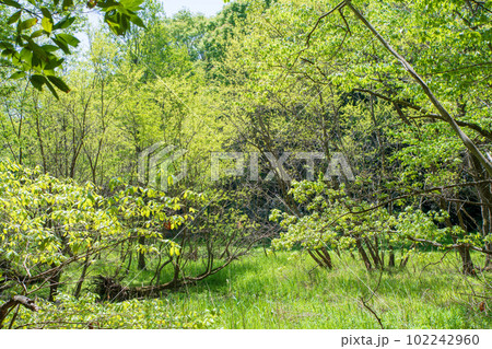 新緑の風景 エコイメージ 北本自然公園 埼玉県北本市 新緑の風景 エコイメージ 北本自然公園 埼玉県北本市 102242960