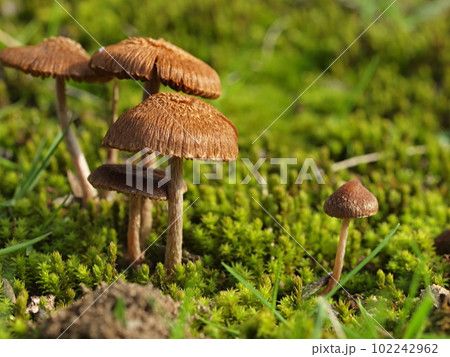 アセタケ属のキノコの生態写真 102242962