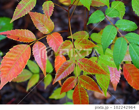紅葉したヤマウルシ 102242964
