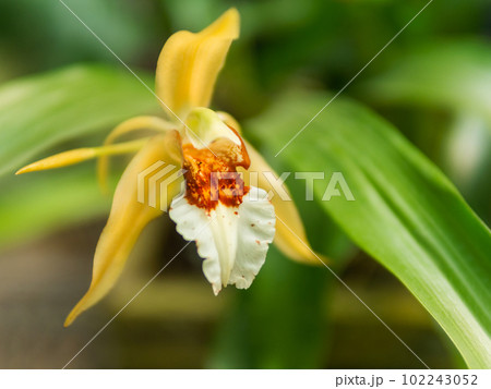 Close up photo of blooming Coelogyne lawrenceana. Beautiful orchid with white and yellow petals, endemic to Vietnam. Close up photo of blooming Coelogyne lawrenceana. Beautiful orchid with white and yellow petals, endemic to Vietnam. 102243052