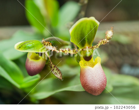 Close up photo of blooming Paphiopedilum Pinocchio. Beautiful orchid with green and red petals, endemic to Sumatra. Close up photo of blooming Paphiopedilum Pinocchio. Beautiful orchid with green and red petals, endemic to Sumatra. 102243056