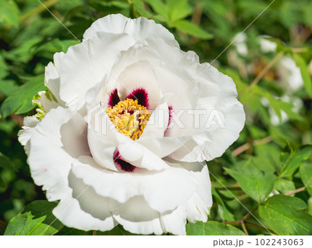 White petals and yellow stamens of blossoming peony. Macro photo of white flower in bloom. Spring season in garden. White petals and yellow stamens of blossoming peony. Macro photo of white flower in bloom. Spring season in garden. 102243063