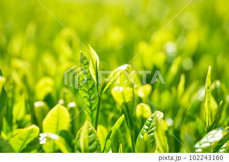 摘み取り前の日本茶の新芽と五月の日差し 摘み取り前の日本茶の新芽と五月の日差し 102243160