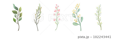 Floral Branches and Twigs with Leafy Stalk or Stem Vector Set Floral Branches and Twigs with Leafy Stalk or Stem Vector Set 102243441