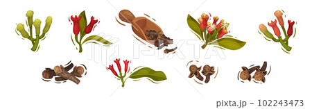 Clove Aromatic Flower and Dried Spice Vector Set 102243473