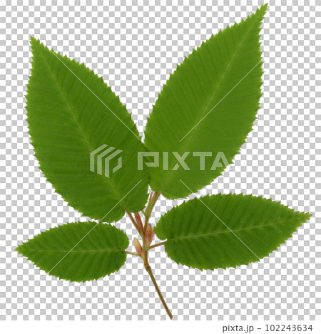 Young and many leaves of beech Young and many leaves of beech 102243634