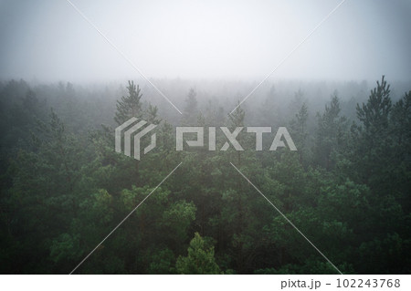 A stunning drone photo of a summer forest shrouded in thick fog. The mist creates a serene and tranquil setting, with an ethereal quality that enhances the natural beauty of the landscape. 102243768